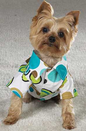 This is an adorable Yo.. Animals - Dogs, Cats - 
